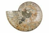 8.1" Agatized, Cut & Polished Ammonite Fossil - Madagasar - #191369-5